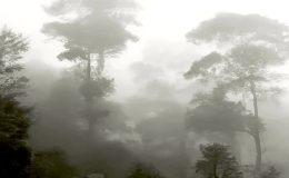 papier peint foret mystique motif d arbre dans la brume