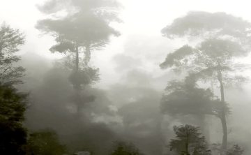 papier peint foret mystique motif d arbre dans la brume